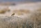 Desert Wheatear in its habitats