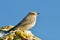 Desert wheatear & x28;Oenanthe deserti& x29;, Female