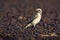 Desert wheatear - Oenanthe deserti songbird breeding in the Sahara and the northern Arabian peninsula, semi-deserts of central