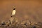 Desert wheatear - Oenanthe deserti songbird breeding in the Sahara and the northern Arabian peninsula, semi-deserts of central