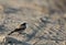 Desert Wheatear perched on the ground