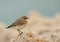 Desert Wheatear on rock