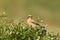 Desert Wheatear, Woestijntapuit, Oenanthe deserti