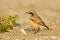 Desert Wheatear, Woestijntapuit, Oenanthe deserti