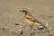 Desert Wheatear, Woestijntapuit, Oenanthe deserti