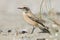 Desert Wheatear, Woestijntapuit, Oenanthe deserti