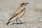 Desert Wheatear, Woestijntapuit, Oenanthe deserti