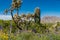 Desert Wildflower Landscape