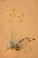 Desert Wildflower in the Sand