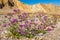 Desert Wildflowers