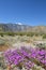 Desert Wildflowers