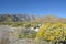 Desert Wildflowers