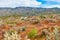 Desert wildflowers and cactus in bloom in Anza Borrego Desert. C