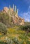 Desert Wildflowers and cacutus on Pinnacle Peak Trail