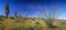 Desert Wildflowers, Saguaro Cacti and Ocotillo Panorama in Arizona