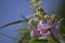 Desert Willow Bloom