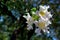 Desert Willow flowers, Coso Junction Rest Area, Freeway 395