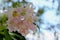 Desert Willow flowers, Coso Junction Rest Area, Freeway 395