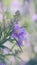 Desert willow purple flower Chilopsis Linearis