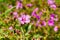 Desert wishbone bush Mirabilis laevis wildflowers blooming in Walker Canyon, Lake Elsinore, California