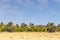 Desert Wonders: Majestic Palm Trees Under the Tunisian Blue Sky