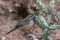 Desert Wren perched on Cholla cactus. Brown desert floor in background.