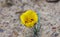Desert yellow color flower on arid land, Arizona US. Canyon de Chelly