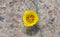 Desert yellow color flower on arid land, Arizona US. Canyon de Chelly