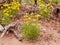 Desert yellow flowers