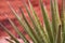 Desert Yucca Plant