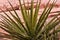 Desert Yucca Plant