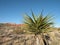 Desert yucca plant