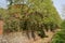 Deserted 1970s` workshop in woods by weedy dried riverway in sunny spring