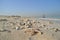 Deserted beach in Dubai with Burj Al Arab in the background and many shells United Arab Emirates