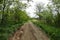 Deserted, broken, village road leading through the thickets to an abandoned village