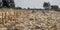 Deserted cornfield in winter