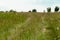 Deserted country road in the field with flowers. Nature concept