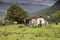 Deserted Cow Shed