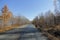 A deserted dirt road is flanked by golden birch trees