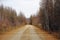 A deserted dirt road is flanked by golden birch trees