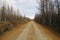 A deserted dirt road is flanked by golden birch trees