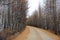 A deserted dirt road is flanked by golden birch trees