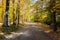 Deserted Forest Road in Fall