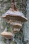 The deserted garden. Mushroom on the tree. Edible mushroom oyster mushroom. Mushroom growing on a felled tree. Inedible mushroom.