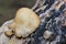 The deserted garden. Mushroom on the tree. Edible mushroom oyster mushroom. Mushroom growing on a felled tree. Inedible mushroom.