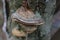 The deserted garden. Mushroom on the tree. Edible mushroom oyster mushroom. Mushroom growing on a felled tree. Inedible mushroom.