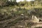 Deserted graveyard near Psychiatric hospital on the island of Ugljan in Croatia