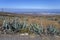 Deserted landscape of the eastern shore of Gran Canaria