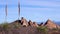 Deserted mountain landscape, Yucca and Cacti in a Red Cliffs Mountain Landscape in Arizona, USA