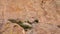 Deserted mountain landscape, Yucca and Cacti in a Red Cliffs Mountain Landscape in Arizona, USA